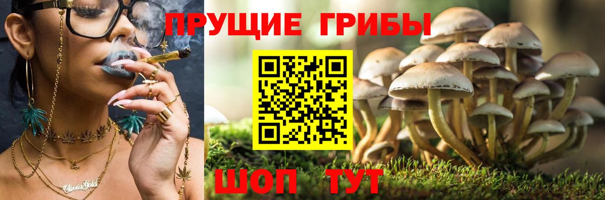 Волгоград  Галлюциногенные грибы прущие грибы  Вход с VPN 